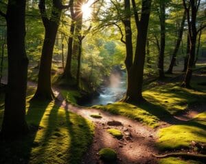 Was macht Spaziergaenge im Wald besonders heilsam?